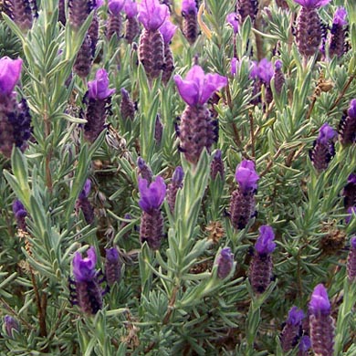 Lavender stoechas Blueberry Ruffles