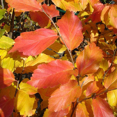 Persian Ironwood - Parrotia Persica Spire
