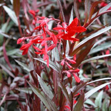 Pot Grown Lobelia Queen Victoria