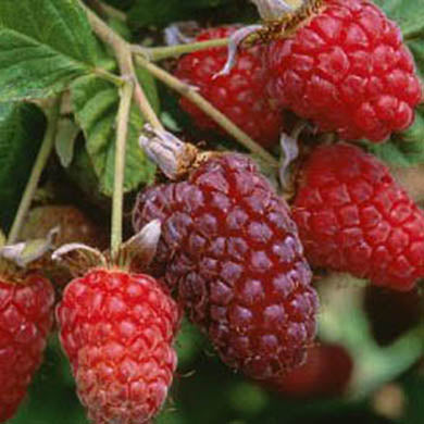 Scottish Pot Grown Thornless Self Fertile Loganberry