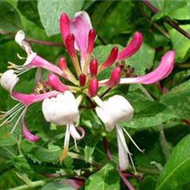Lonicera periclymenum Honeysuckle Belgica