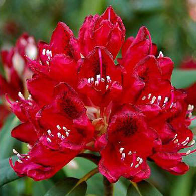 Rhododendron Vulcan - Hardy Hybrid