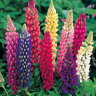 Lupinus Lulu Mixed Pot Grown