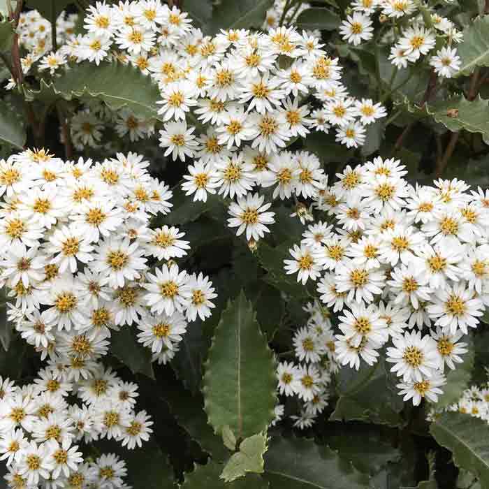 Olearia x Macrodonta New Zealand Holly Hedge Evergreen