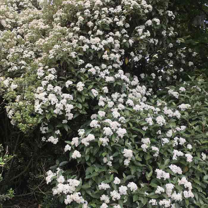 Olearia x Macrodonta New Zealand Holly Hedge Evergreen