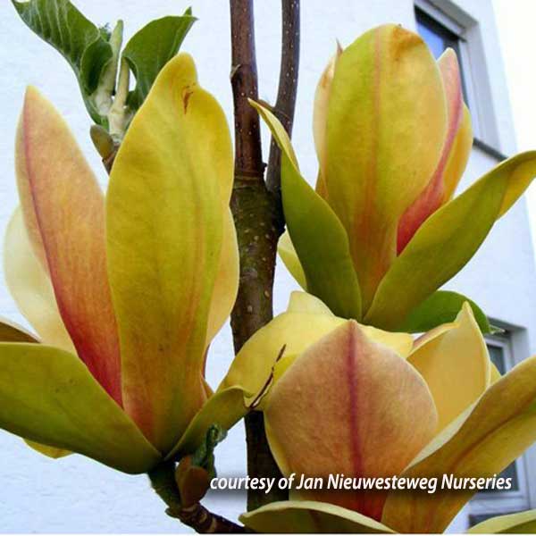 Magnolia Sunsation (Yellow Magnolia)