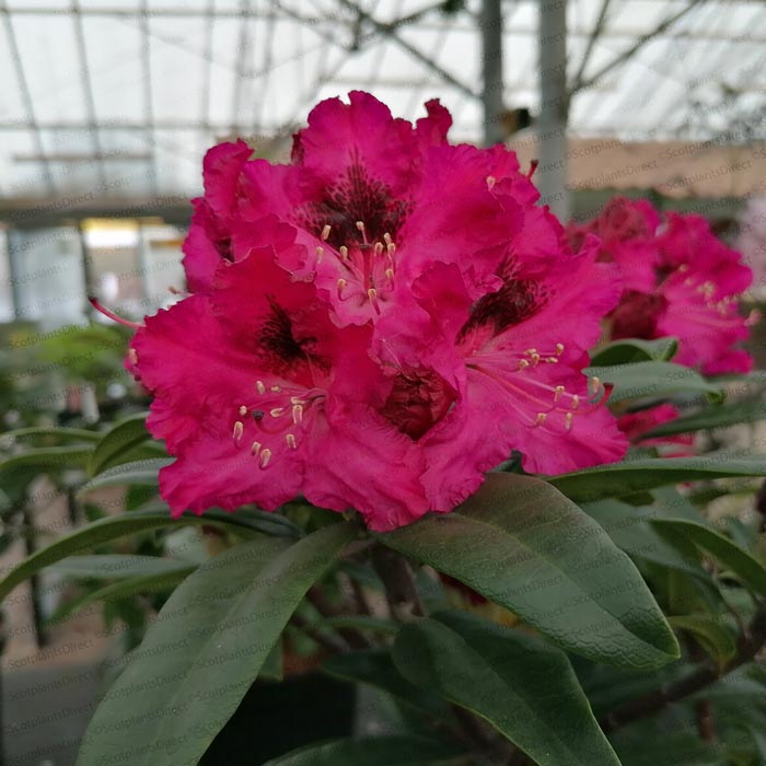 Rhododendron Marie Forte Hybrid