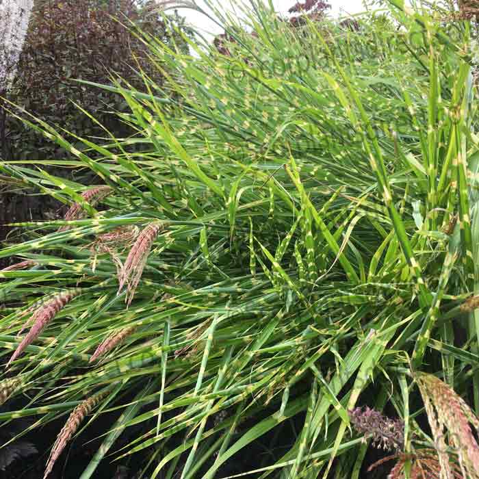 Ornamental Grass Miscanthus strictus