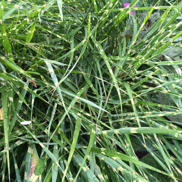 Ornamental Grass Miscanthus strictus