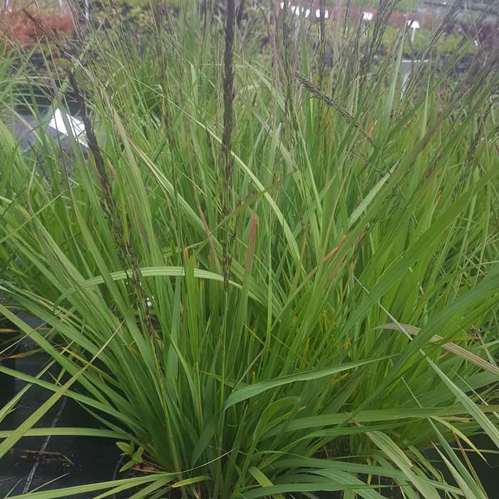 Ornamental Grass Molina fontane Purple Fontane