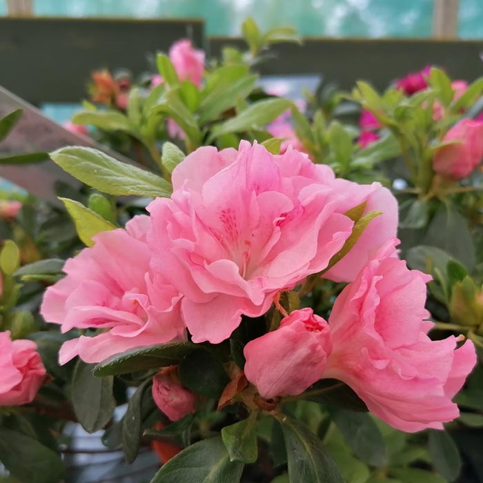 Evergreen  Azalea Nancy of Robin Hill