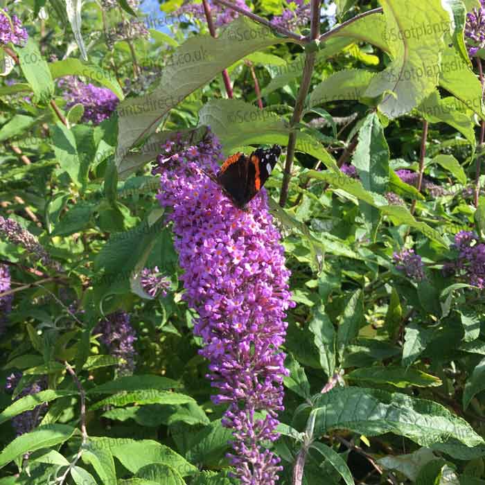 Buddleja Nanho Blue Butterfly Bush