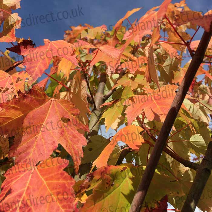 Acer rubrum October Glory Bareroot Maple Tree