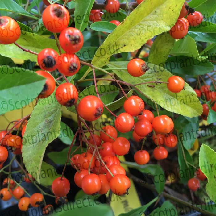 Pyracantha Pot Grown Golden Charmer Hedge