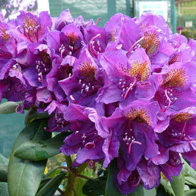 Rhododendron Marcel Menard - Hardy Hybrid