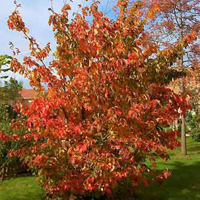 Persian Ironwood - Parrotia Persica Spire