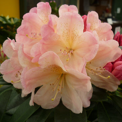 Rhododendron Percy Wiseman Low Growing