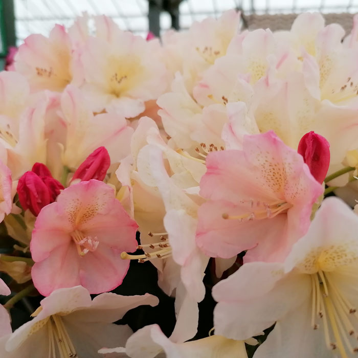 Rhododendron Percy Wiseman Low Growing