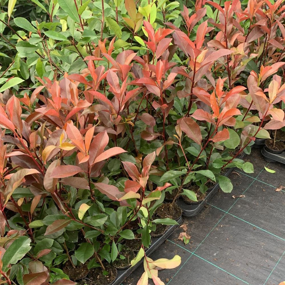 Pot Grown Photinia x fraseri Red Robin Hedge