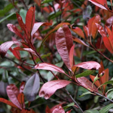 90-120cm Pot Grown Red Robin Photinia x fraseri Hedge