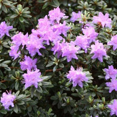 Rhododendron Dwarf Pink Drift Evergreen