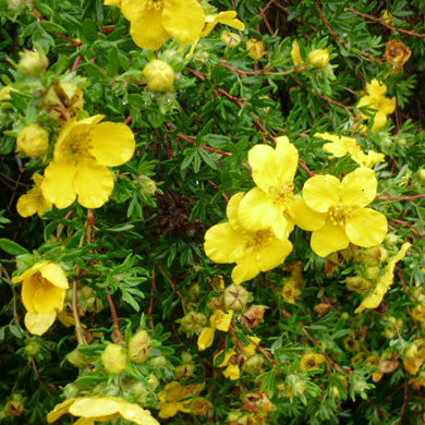 Potentilla Goldfinger Yellow Flowers