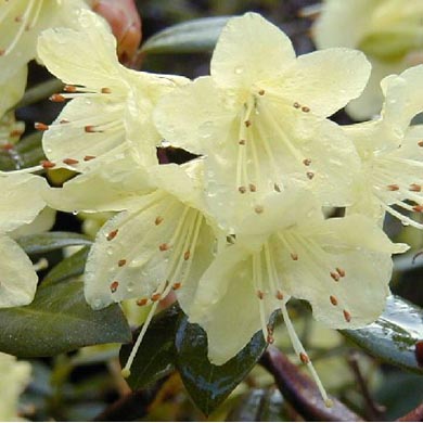 Rhododendron Dwarf Wren Evergreen
