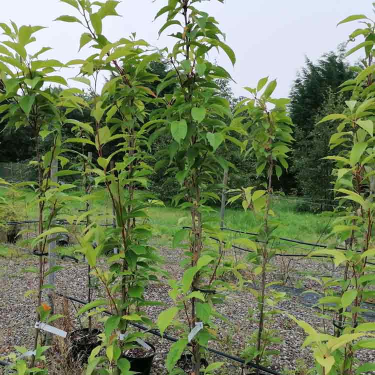 Prunus serrulata Amanogawa Japanese Flowering Cherry Tree