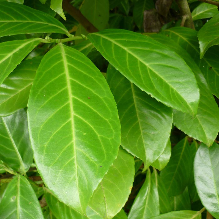 Common Laurel 60/90cm Bare Root (Prunus laurocerasus 'Rotundifolia')