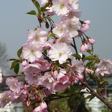 Prunus subhirtella Autumnalis Rosea Bareroot Cherry Tree 5-6ft