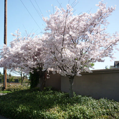 Prunus avium Plena Cherry Bareroot Tree