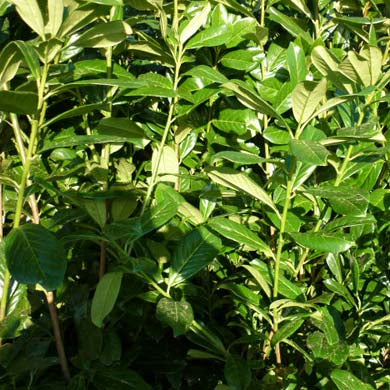 30/40cm Pot Grown Common Laurel Prunus laurocerasus Rotundifolia