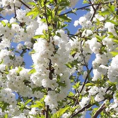Prunus avium Plena Cherry Bareroot Tree