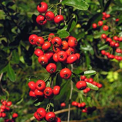 60-90cm Pot Grown Pyracantha coccinea Mohave Hedge