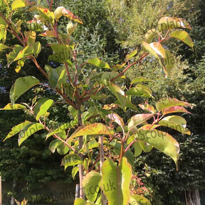 Pyrus calleryana Chanticleer Bareroot Tree 150-165cm