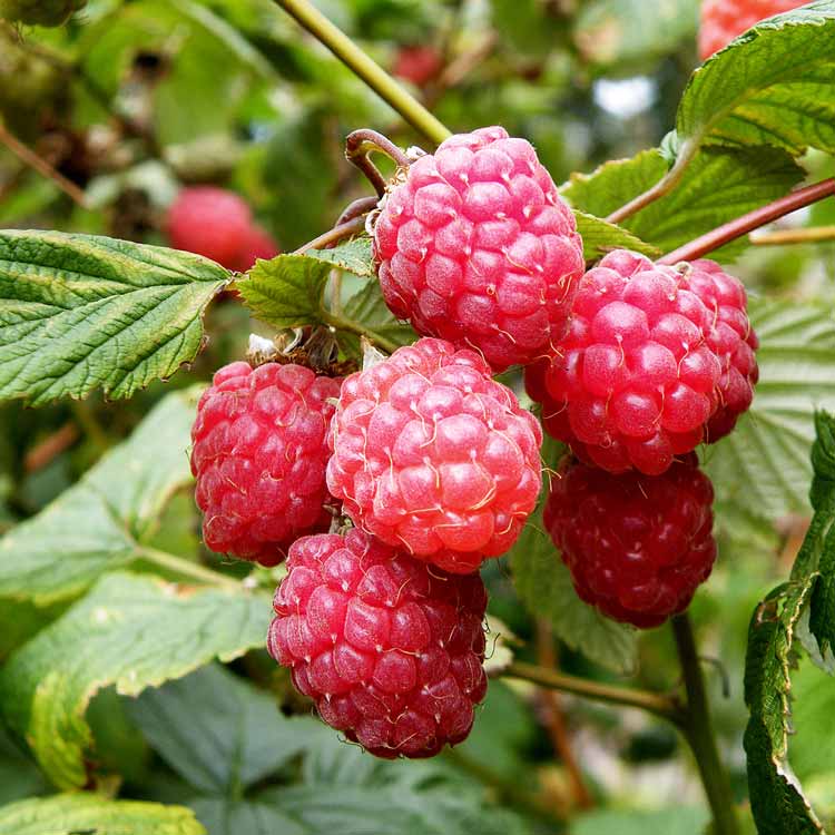 Scottish Hardy Canes - Raspberry Rubus Glen Ample Red Summer Fruiting Pot Grown