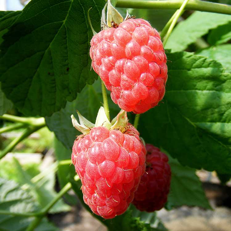 Raspberry Rubus Malling Admiral Canes- 40-60-cm Bareroot - Hardy Scottish Canes