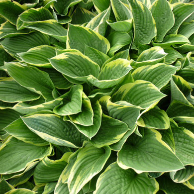 Hosta Aureomarginata Gold Edge Blue Plantain Lilly