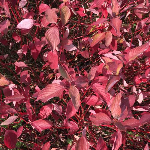 Common Dogwood 40/60cm Bare Root (Cornus sanguinea)