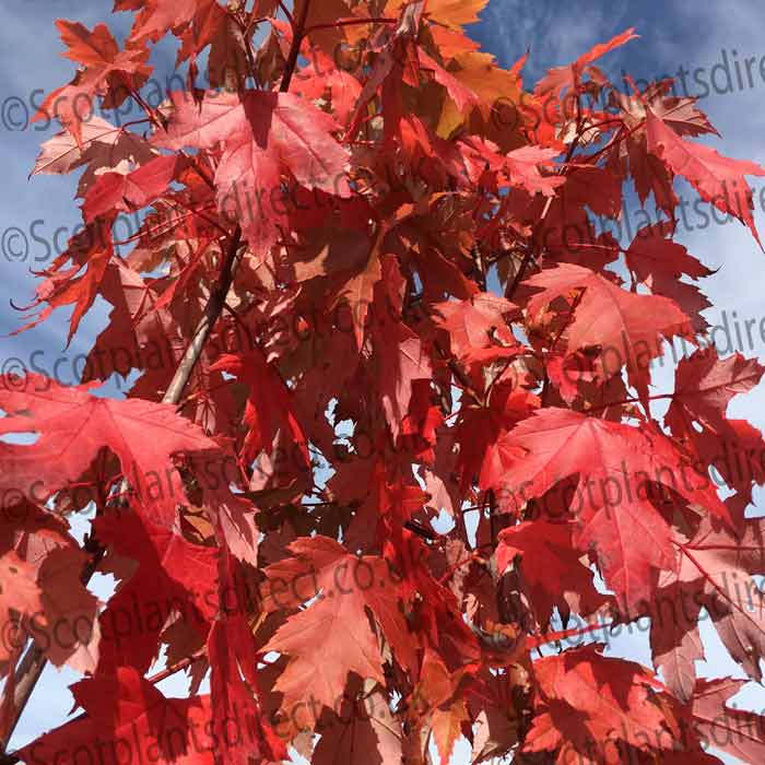 Acer rubrum Red Sunset Canadian Bareroot Maple Tree
