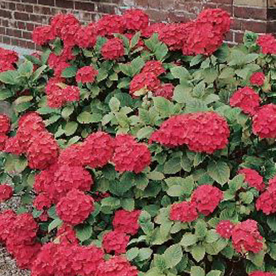 RED Hydrangea macrophylla Masja Sibilla Pot Grown
