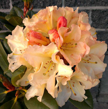 Rhododendron Horizon Monarch Hardy Hybrid