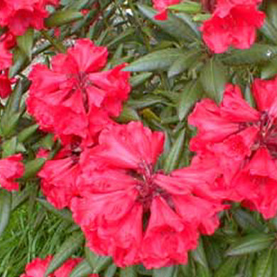 Azalea Johanna Evergreen