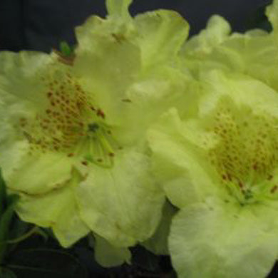 Rhododendron Dwarf Curlew Evergreen