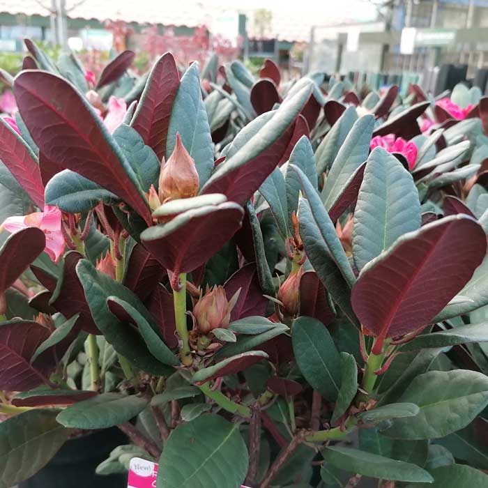 Rhododendron Wine and Roses