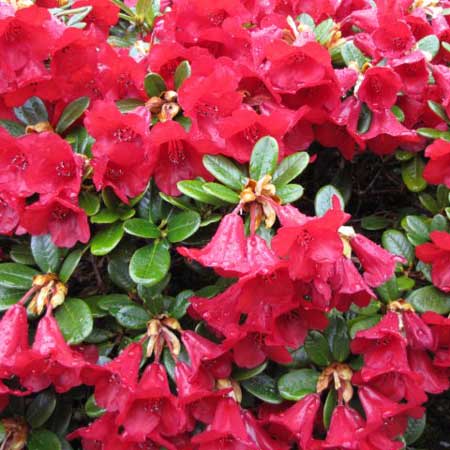 Rhododendron Dwarf Carmen Evergreen
