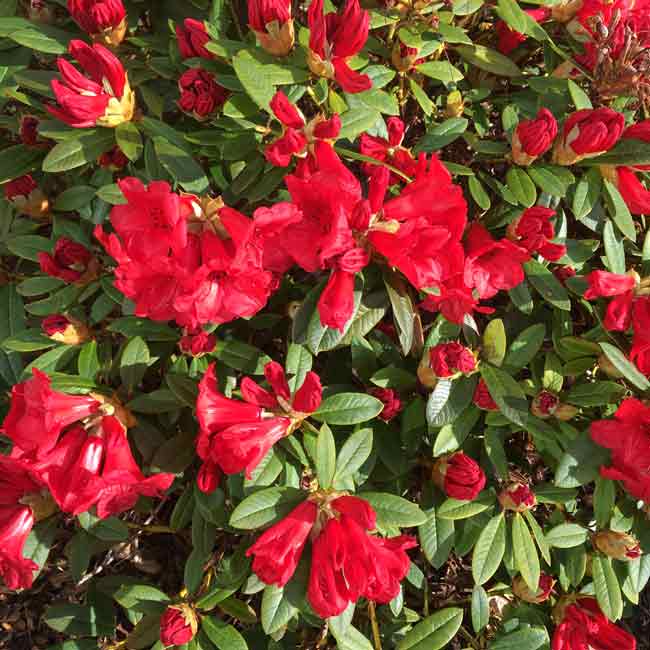 Rhododendron Dwarf Carmen Evergreen