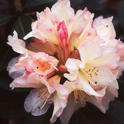 Rhododendron Dreamland