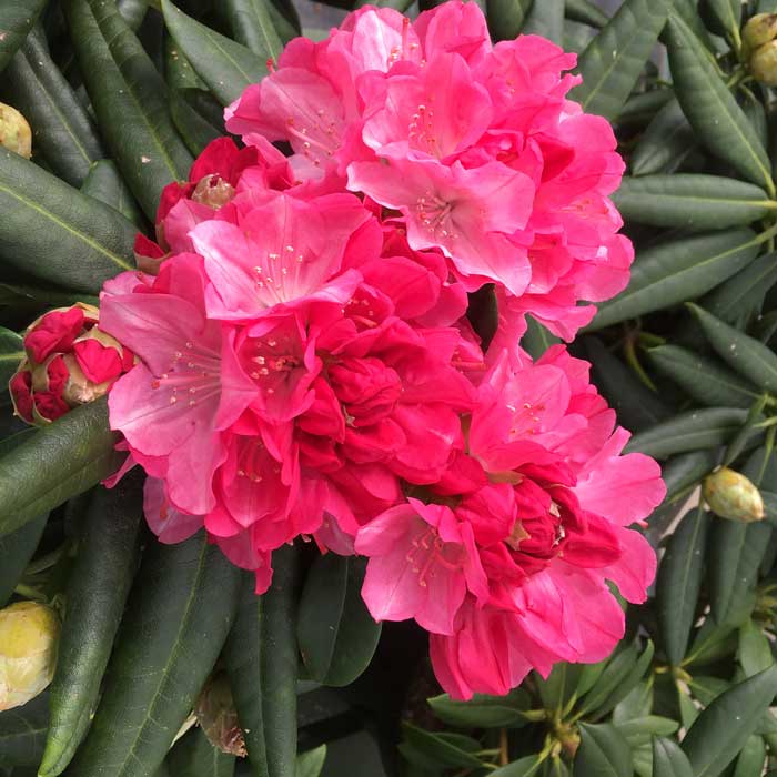 Rhododendron Kalinka evergreen yakushimanum