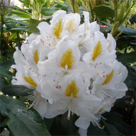 Rhododendron Madame Masson - Hardy Hybrid